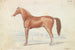 The Racehorse English - Charles Hamilton Smith — artwork view