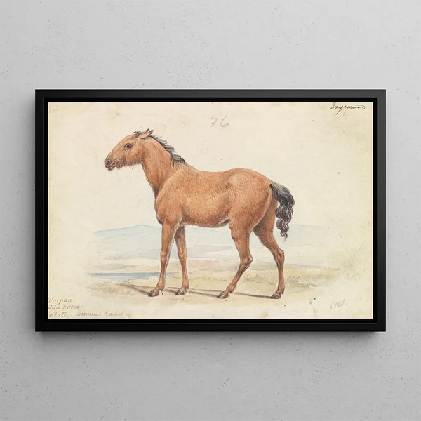 Charles Hamilton Smith - The Tarpan Wild Horse Native to Russia.webp