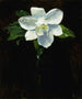 Magnolia - Charles Walter Stetson — vista de la obra