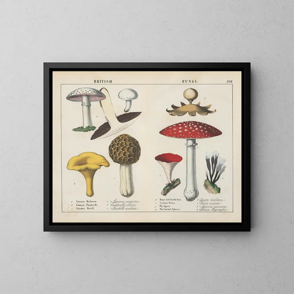 Fungi britanniques - Charlotte Mary Yonge — cuadro enmarcado en la pared