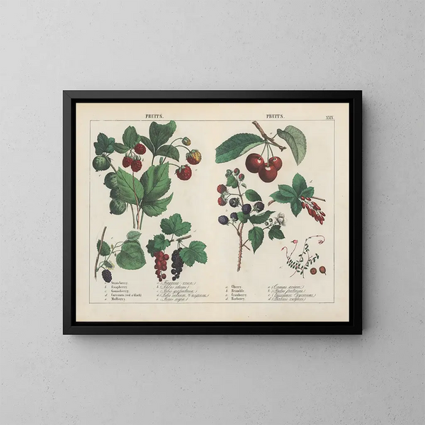 Frutas - Charlotte Mary Yonge — cuadro enmarcado en la pared