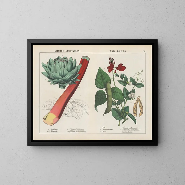Verduras y raíces de cocina: alcachofa, ruibarbo, guisantes - Charlotte Mary Yonge — cuadro enmarcado en la pared