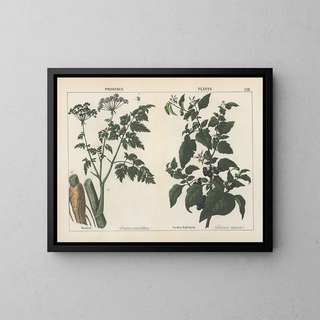 Charlotte Mary Yonge - Poisonous Plants Hemlock Garden Nightshade.webp