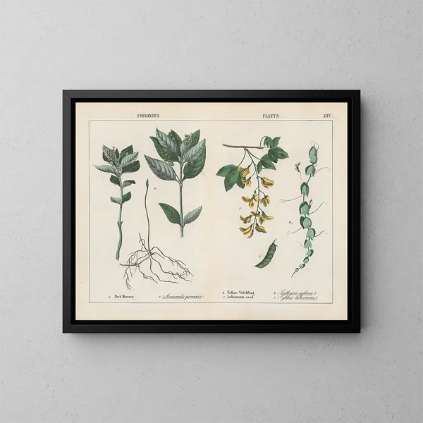 de Plantas Tóxicas, Hierba de Mercurio, Vicia Amarilla - Charlotte Mary Yonge — cuadro enmarcado en la pared