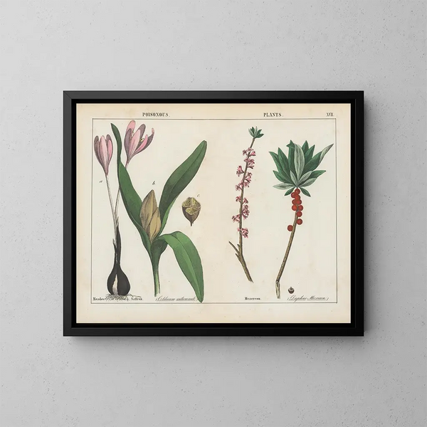 plantas tóxicas: colchique y daphné - Charlotte Mary Yonge — cuadro enmarcado en la pared