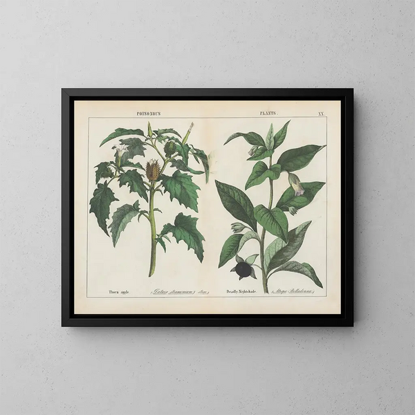 Plantas tóxicas: Manzana espinosa y Belladona - Charlotte Mary Yonge — cuadro enmarcado en la pared