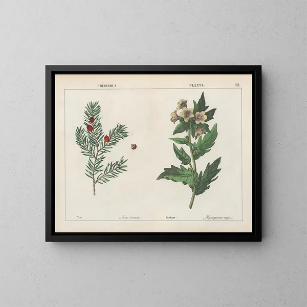 Plantas tóxicas: Ife y Belladona - Charlotte Mary Yonge — cuadro enmarcado en la pared