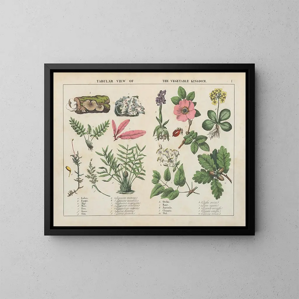Vista tabular del reino vegetal - Charlotte Mary Yonge — cuadro enmarcado en la pared
