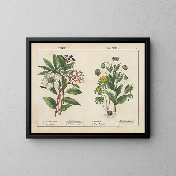 Flores de invierno - Charlotte Mary Yonge — cuadro enmarcado en la pared