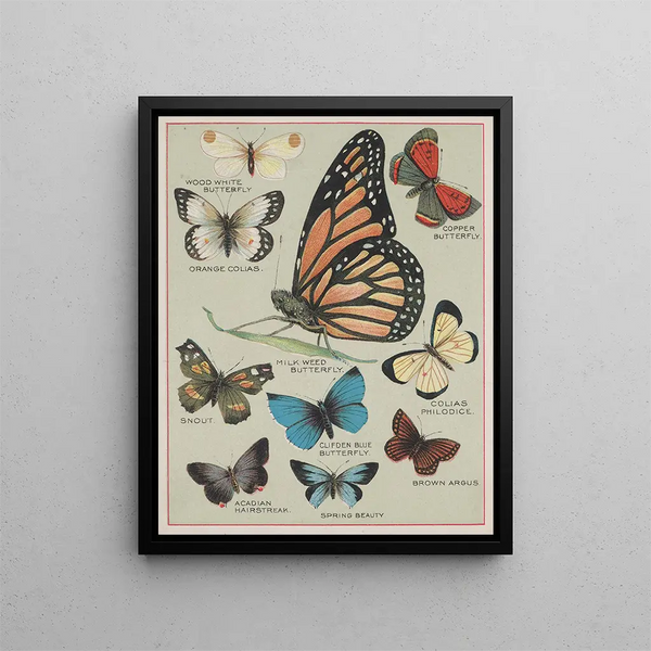 Chase Sanborn - Butterflies of America Pl2.webp