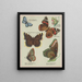 Mariposas de América Pl4 - Chase Sanborn — cuadro enmarcado en la pared