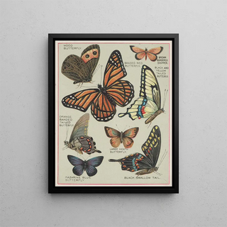 Chase Sanborn - Butterflies of America Pl7.webp