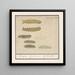 Caterpillars - Anselmus Botius de Boodt — framed artwork on a wall