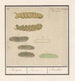 Caterpillars - Anselmus Botius de Boodt — artwork view