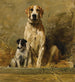 Perro y madriguera en un refugio para perros - John Emms — vista de la obra