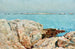 Isla de los Patos - Childe Hassam — vista de la obra