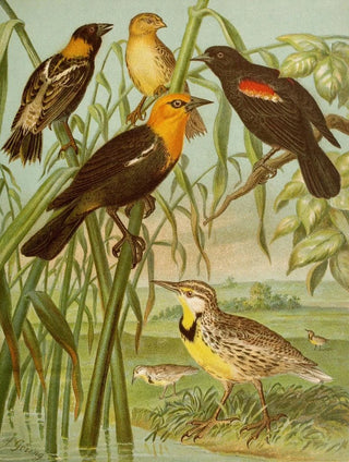 Christian Anton Goering - Die Nordamerikanische Vogelwelt pl30.webp