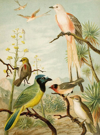 Christian Anton Goering - Die Nordamerikanische Vogelwelt pl32.webp