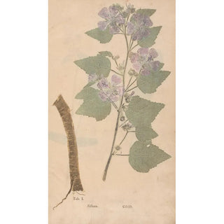 Christian Gottlieb Ludwig - Ectypa vegetabilium Pl001.webp