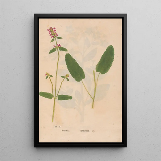 Christian Gottlieb Ludwig - Ectypa vegetabilium Pl002.webp