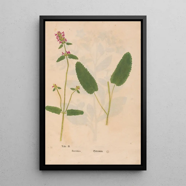 Christian Gottlieb Ludwig - Ectypa vegetabilium Pl002.webp