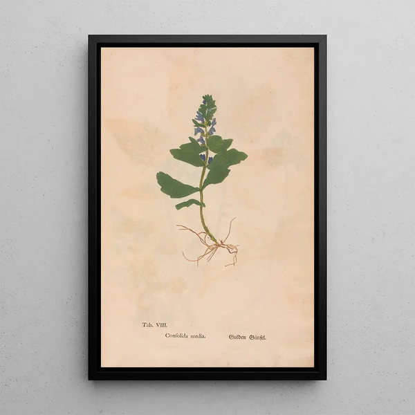 Christian Gottlieb Ludwig - Ectypa vegetabilium Pl008.webp