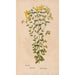 Ectypa vegetabilium Pl011 - Christian Gottlieb Ludwig — vista de la obra