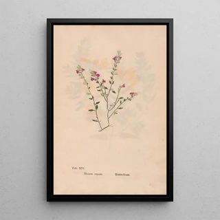 Christian Gottlieb Ludwig - Ectypa vegetabilium Pl014.webp