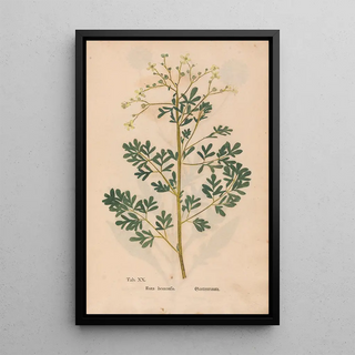 Christian Gottlieb Ludwig - Ectypa vegetabilium Pl020.webp