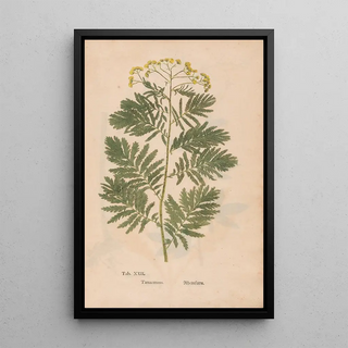 Christian Gottlieb Ludwig - Ectypa vegetabilium Pl022.webp