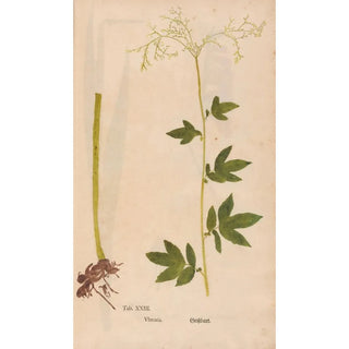 Christian Gottlieb Ludwig - Ectypa vegetabilium Pl023.webp