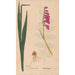 Ectypa vegetabilium Pl024 - Christian Gottlieb Ludwig — artwork view