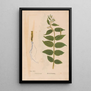 Christian Gottlieb Ludwig - Ectypa vegetabilium Pl025.webp