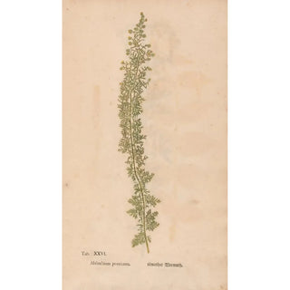 Christian Gottlieb Ludwig - Ectypa vegetabilium Pl026.webp