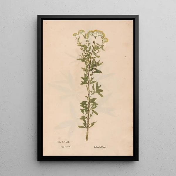 Christian Gottlieb Ludwig - Ectypa vegetabilium Pl027.webp