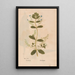 Ectypa vegetabilium Pl030 - Christian Gottlieb Ludwig — cuadro enmarcado en la pared