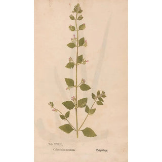 Christian Gottlieb Ludwig - Ectypa vegetabilium Pl033.webp