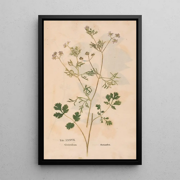 Ectypa vegetabilium Pl037 - Christian Gottlieb Ludwig — cuadro enmarcado en la pared