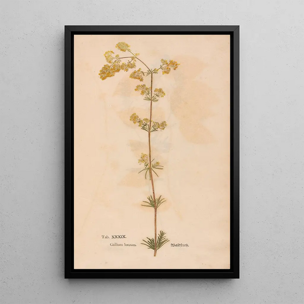 Ectypa vegetabilium Pl039 - Christian Gottlieb Ludwig — cuadro enmarcado en la pared