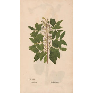 Christian Gottlieb Ludwig - Ectypa vegetabilium Pl041.webp