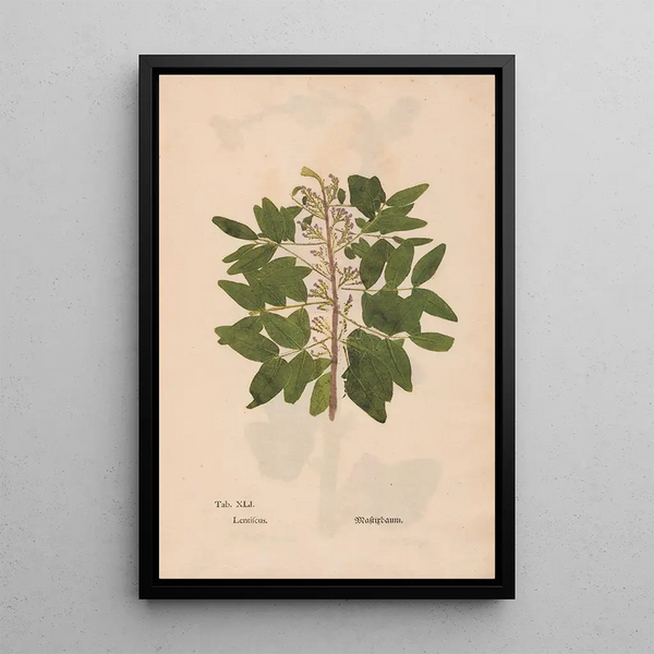 Ectypa vegetabilium Pl041 - Christian Gottlieb Ludwig — cuadro enmarcado en la pared