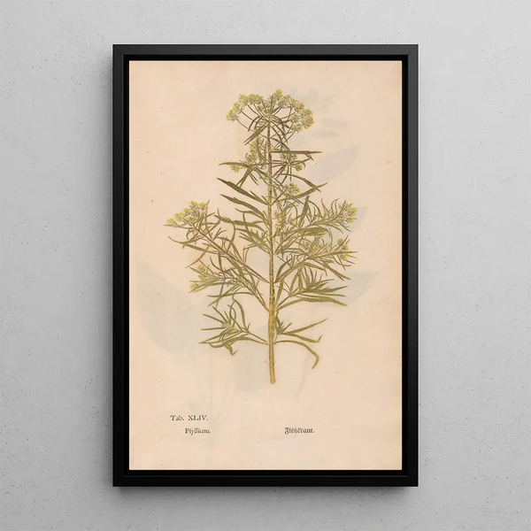 Ectypa vegetabilium Pl044 - Christian Gottlieb Ludwig — cuadro enmarcado en la pared