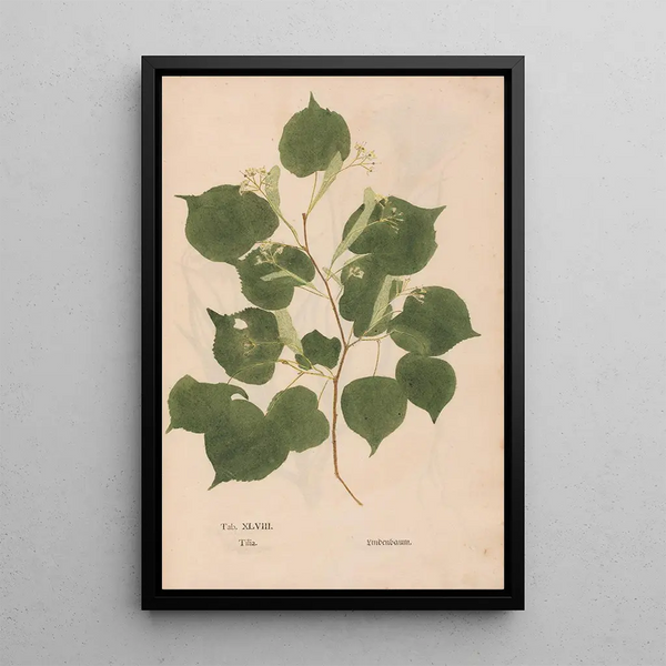 Ectypa vegetabilium Pl048 - Christian Gottlieb Ludwig — cuadro enmarcado en la pared