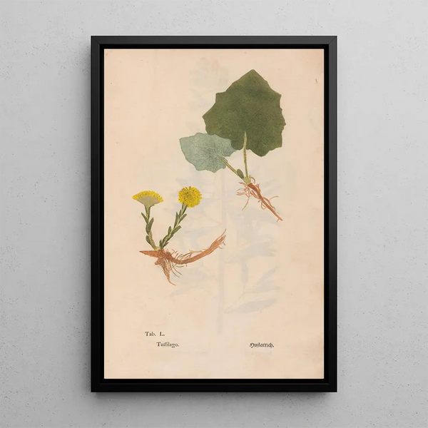 Ectypa vegetabilium Pl050 - Christian Gottlieb Ludwig — cuadro enmarcado en la pared
