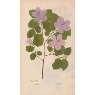 Christian Gottlieb Ludwig - Ectypa vegetabilium Pl056.webp