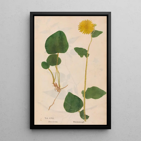 Ectypa vegetabilium Pl057 - Christian Gottlieb Ludwig — cuadro enmarcado en la pared