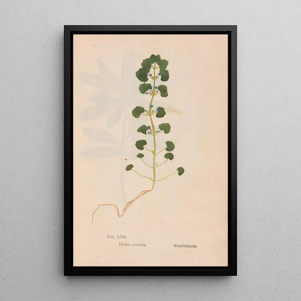 Ectypa vegetabilium Pl062 - Christian Gottlieb Ludwig — cuadro enmarcado en la pared
