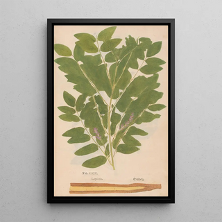 Christian Gottlieb Ludwig - Ectypa vegetabilium Pl064.webp