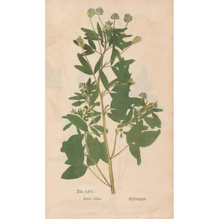 Christian Gottlieb Ludwig - Ectypa vegetabilium Pl065.webp