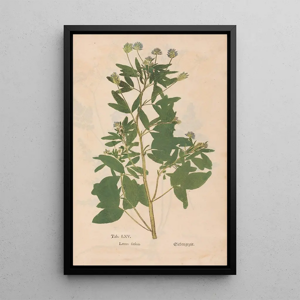 Ectypa vegetabilium Pl065 - Christian Gottlieb Ludwig — cuadro enmarcado en la pared